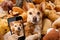 Cozy dog in bed with teddy bears