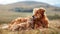 A cozy embrace between a golden dog and tabby cat in a field.