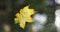 Cozy fall rain. Yellow autumn maple leaf on window in raindrops. Drop rain on a window glass with blur tree background
