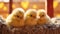 Cozy Fluffiness: Adorable Baby Chicks in a Soft Nest