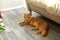 Cozy ginger maine coon cat having rest on a floor