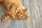 Cozy ginger maine coon cat having rest on a floor