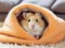 Cozy Haven: Hamster\\\'s Sunlit Retreat