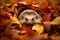 Cozy Hedgehog Hiding in Autumn Leaves.