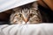 Cozy hideout Fold eared cats close up, half muzzle behind white cabinet