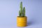 Cozy hobby growing house or indoor plants - cactus