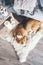 Cozy home, beagle sleeps at the floor in living room, christmas