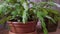 Cozy home decor. Home gardening concept. Green pot flowers on a table