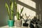 Cozy home interior decor, Sansevieria snake plant in ceramic pots on a white table on the background of a bed with decorative