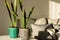 Cozy home interior decor  Sansevieria (snake plant) i