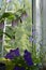 Cozy little garden on the balcony. Pink flowers of campanula punctata, violet bellflower and purple petunia. Potted plants