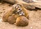 Cozy meerkats group relaxing, cuddling and laying in a bunch close together made in South Africa