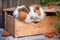 Cozy Morning Cuddle with Brown and White Guinea Pigs in Garden