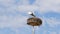 A cozy nest of a pair of storks incubating eggs against the background of a blue sky