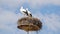 A cozy nest of a pair of storks incubating eggs against the background of a blue sky