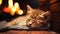 Cozy Nights: A Sweet and Serene Scene of a Sleeping Kitten by th