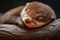 Cozy Otter baby sleep. Generate Ai