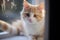 Cozy perch Adorable red and white kitten relaxes on the windowsill