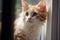 Cozy perch Adorable red and white kitten relaxes on the windowsill