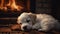 Cozy puppy napping by fireplace