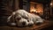 Cozy puppy napping by fireplace