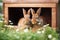 Cozy Rabbit Haven: Two Adorable Brown Bunnies Enjoying Fresh Carrot Tops in a Rustic Wooden Hutch