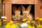 Cozy Rabbit Haven: Two Adorable Brown Bunnies Enjoying Fresh Carrot Tops in a Rustic Wooden Hutch