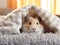 Cozy Retreat: Adorable Hamster Enjoying Sunlit Serenity
