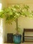 Cozy seating bench and a  Pachira tree in a pot.