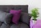 Cozy sofa with cushions and green plant