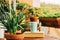 Cozy summer balcony with many potted plants