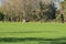 Cozy view of spring Irish countryside garden with old trees and sika deer resting on lawn along Ballycorus Road, Co. Dublin