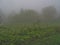 Cozzano Pineta, Parma province, Italy, green lawn and fence in the fog