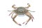 Crab