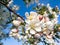 Crab Apple Blossoms