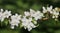 Crab Apple Blossoms