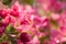 Crab Apple Pink Flower Background