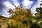 Crab Apple Tree at Crowhurst, East Sussex, England