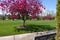 Crab Apple Trees Blooming on Spring Day