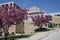 Crab apple trees in full bloom at Dufferin-Peel Catholic District School Board, Mississauga, Ontario, Canada