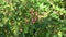 Crab-apples branch with leaves background in wind