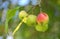 Crab Apples Ripening on Tree