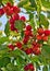 Crab apples ripening on the tree in the glorious summer sun