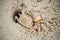 Crab barreling in the sand