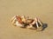 Crab on the beach on Bazaruto Island