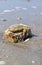 Crab on the beach at Ebbe on the North Sea