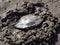 crab burrows into the sand at low tide, Albania