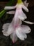 Crab Cactus with raindrops