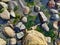 Crab carcass hidden in the rocky coastline at False Bay on San Juan Island