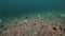 Crab cemetery on a deserted sandy bottom of Barents Sea.